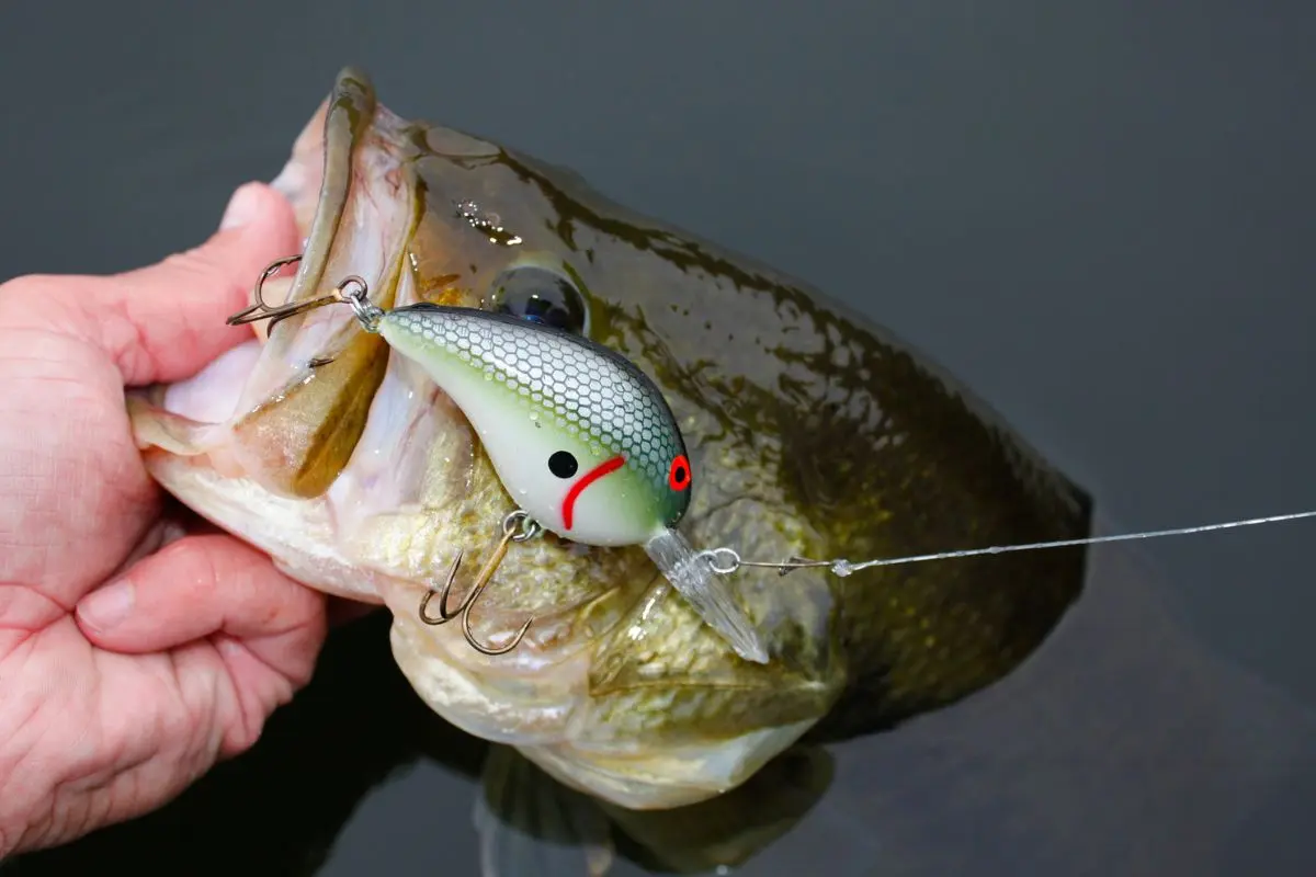 Photo of Bass Caught with Crankbait